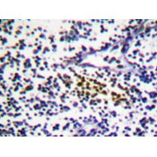 兔抗NUB1多克隆抗體