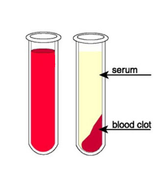  GIBCO人血清（混合血型）
