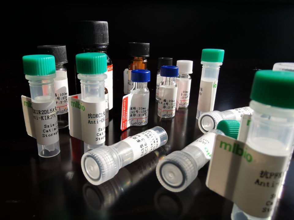 ZNF277抗原（重組蛋白）