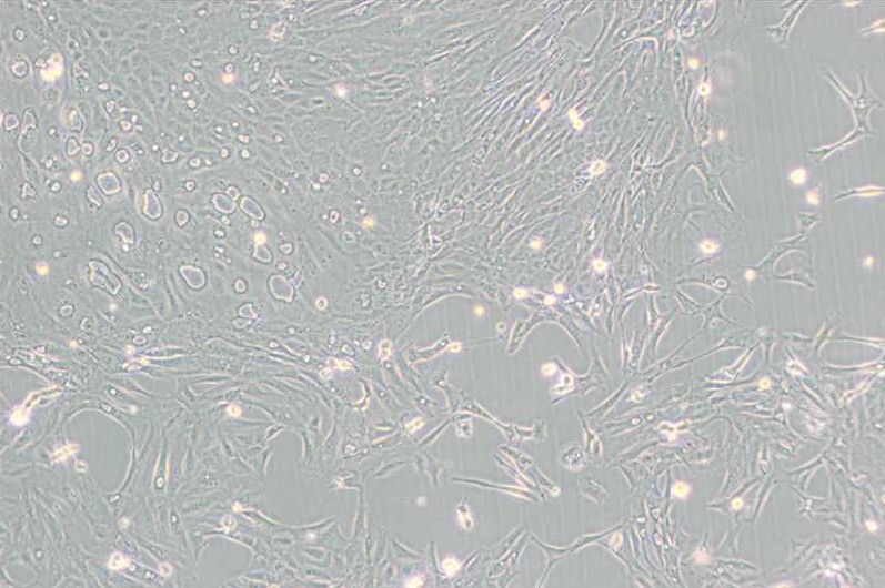 Pt K1/NBL-3袋鼠腎細胞