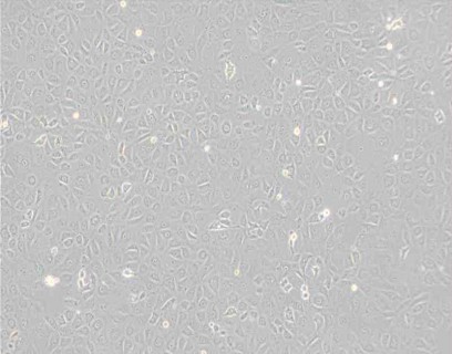 WB-F344大鼠肝上皮樣干細胞
