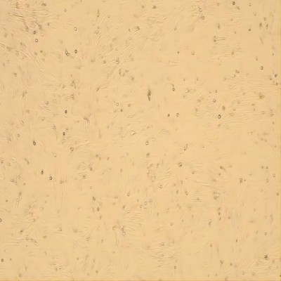 人關節軟骨細胞永生化