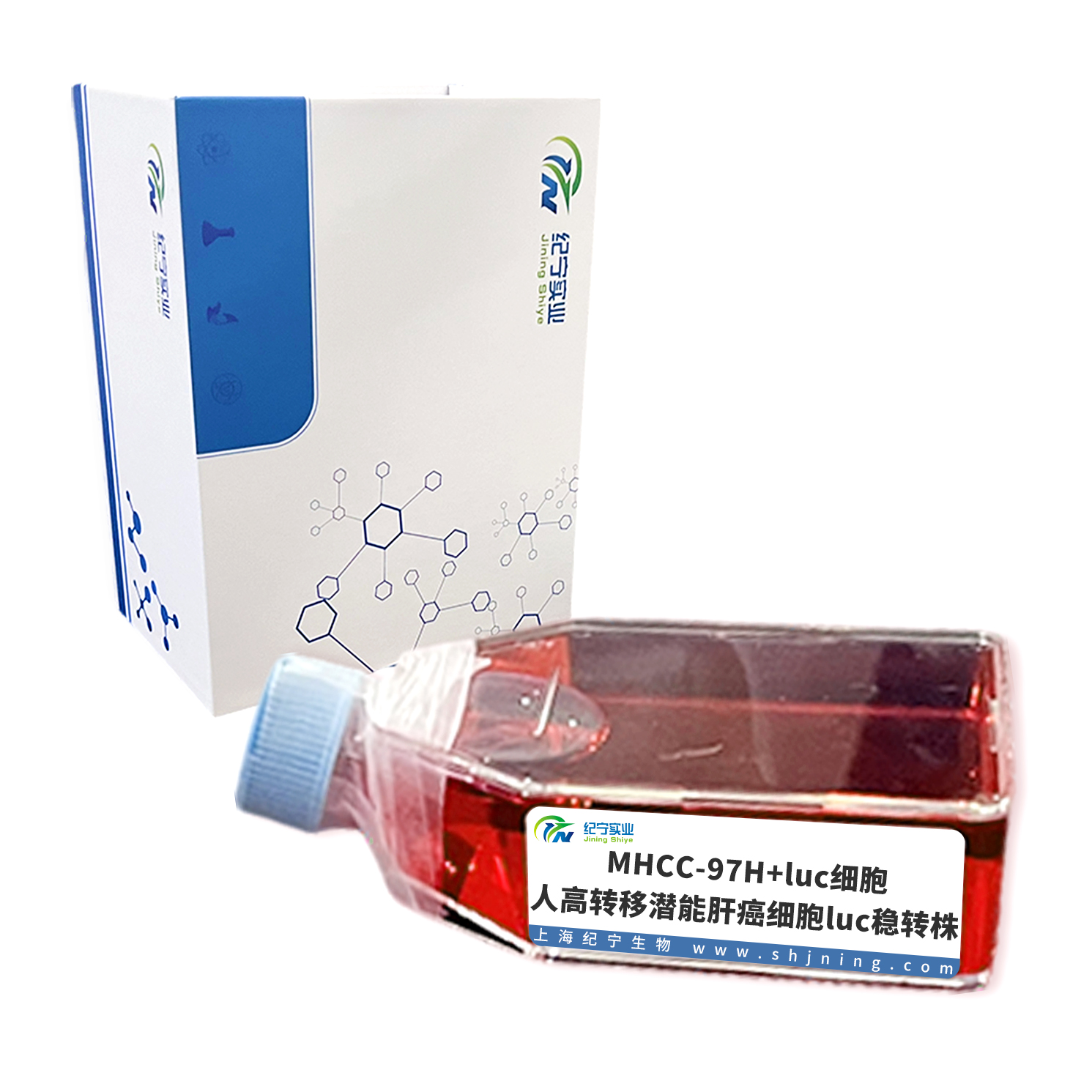 MHCC-97H+luc細胞＿人高轉移潛能肝癌細胞luc穩轉株