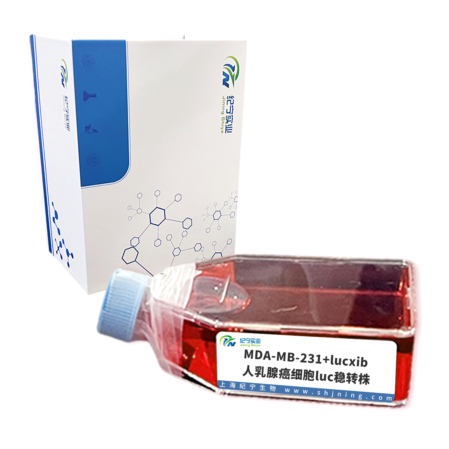 MDA-MB-231+lucxib ＿人乳腺癌細胞luc穩轉株