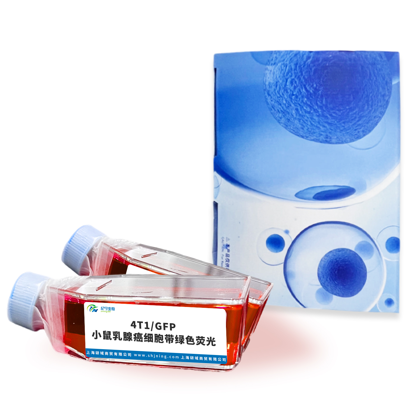 4T1/GFP小鼠乳腺癌細胞帶綠色熒光