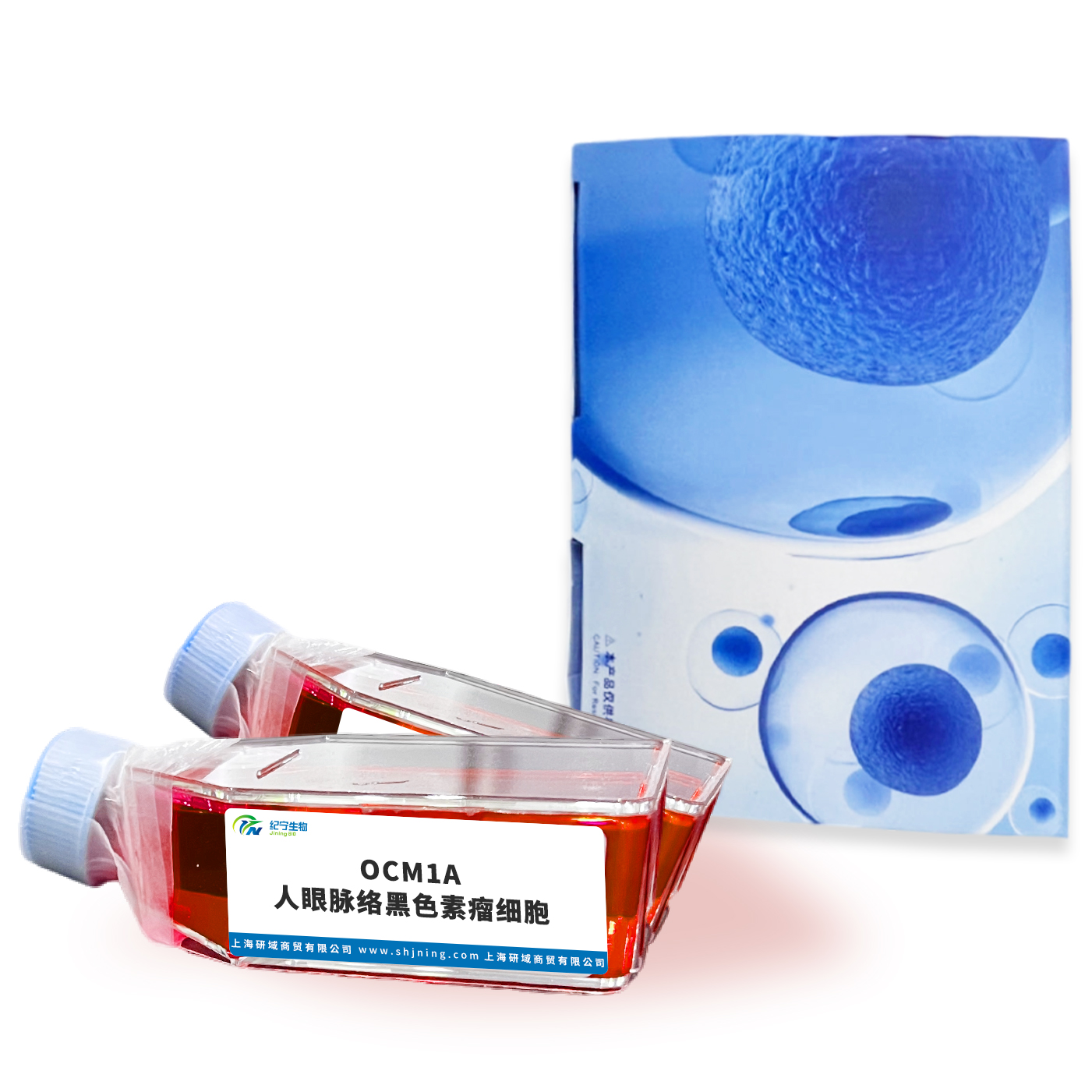 OCM1A人眼脈絡(luò)黑色素瘤細(xì)胞