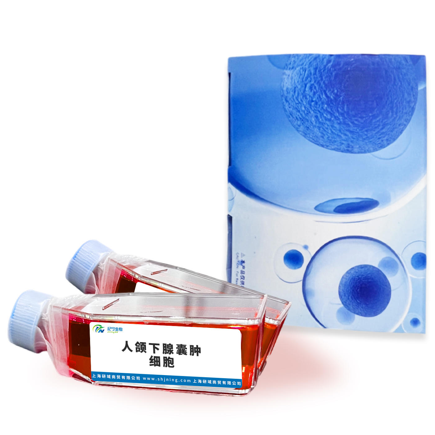 人頜下腺囊腫細胞